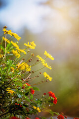 Golden Daisy Bush and Lantana camara shrub with red flowers.