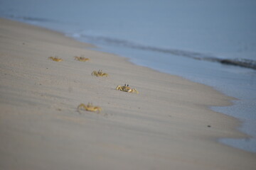 Crabs walking on the sand, Sri Lanka