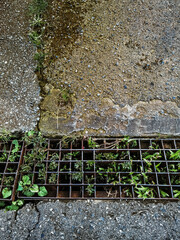 Plants and grass growing out of drain grate. Steel grating of drainage pipe has weeds growing in...