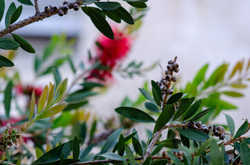 Macro shot of a bottlebrush shrub branch with seed capsules and vibrant green foliage, featuring a...