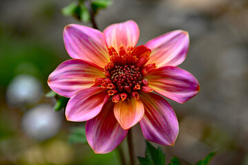 Fototapeta premium Totally Tangerine dahlia flower, opening in mid June.