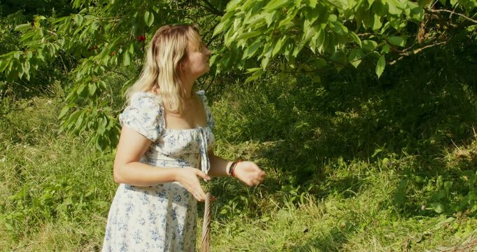 Young Woman Picking Cherries into a Wicker Basket from a Tree

