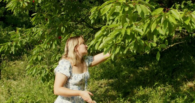 Young Woman Picking Cherries into a Wicker Basket from a Tree

