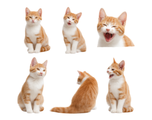 Set of cute orange and white cats with different poses, with happy faces and open mouths as if meowing isolated on a transparent background