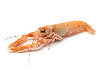 langoustine isolée