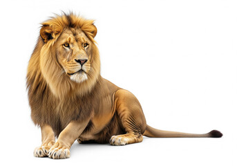 lion assis