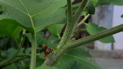 Small orange beetle with black spots or ladybug crawling on a green plant stem in a garden. Natural macro focus.