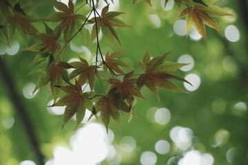 autumn leaves in the sun