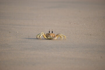 crab on the sand, Sri Lanka.