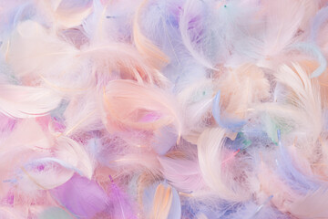 Colorful feather background, top view.