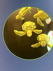 Three plush sea turtles in a circular display. The turtles are bright yellow with green patterns. The background is dark, enhancing the vibrant colors of the toys.