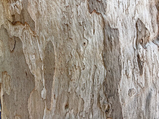 Close-up of textured tree bark with natural patterns and shades of brown. The surface shows grooves and irregularities, highlighting the organic structure.
