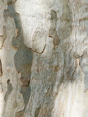 Close-up of textured tree bark with shades of gray and brown. The surface shows natural patterns and peeling layers, highlighting the beauty of nature.