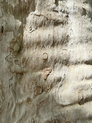Close-up of textured tree bark with natural patterns and light shadows. The surface shows grooves and irregularities, highlighting the organic beauty of nature.
