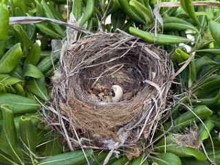A bird's nest made of twigs and grass, located among green foliage. One egg is visible inside the nest, indicating the presence of potential hatchlings.