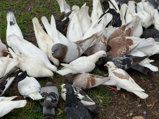 A flock of various pigeons foraging on the ground. The birds display a mix of white, gray, and brown feathers. The scene is set in a grassy area.