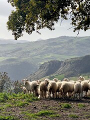 Flock of Sheep Grazing in Scenic Green Hills