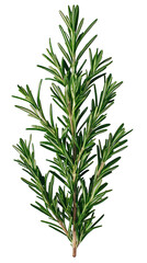 Fototapeta premium Rosemary sprig, green needles against black background