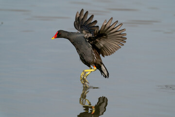 COMMON MOORHEN IN FLIGHT