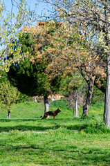 A German Shepherd stands alert on lush green grass in a sunlit park, with vibrant trees and clear...