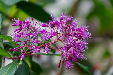 lilac flowers in the garden
