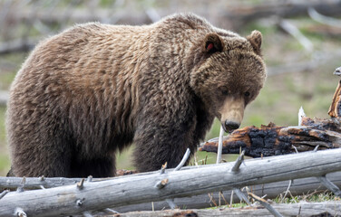 Fototapeta premium Grizzly Bear in Springtime in Yellowstone National Park Wyoming