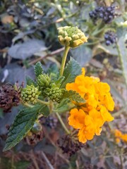 yellow flower in the snow