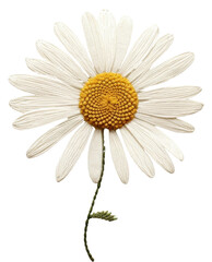 Naklejka premium PNG Daisy flower petal plant.