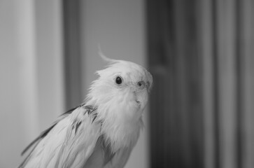 Cockatiel pet parrot