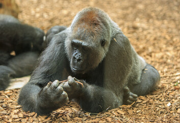 An inquisitivewestern lowland gorilla examining a small stick, which it is holding in both hands