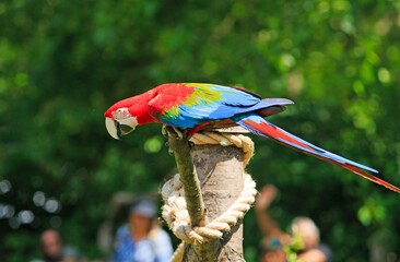 A Beautiful colourful Scarlet Macaw Perching on a wooden post outdoors, there are out of focus spectators in the background, these are new world parrots
