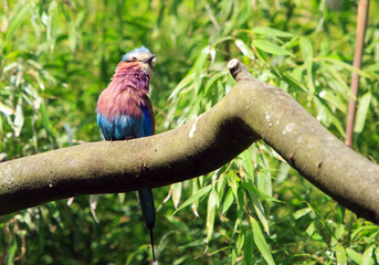 Liliac Breasted Roller perched on a large branchwith a lusg green foliage background