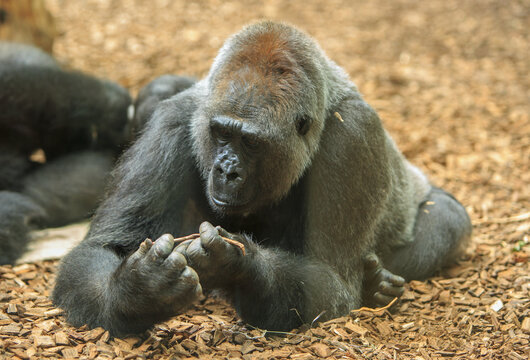 An inquisitivewestern lowland gorilla examining a small stick, which it is holding in both hands