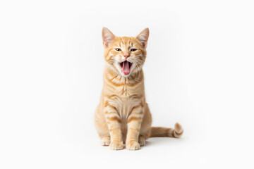 Obraz premium sitting cat white background, cat is sitting white background, orange cat sitting, sitting orange cat white background, orange cat is sitting white background, tabby cat is sitting, orange tabby cat 