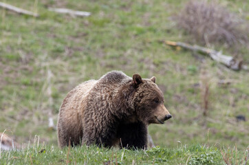 Grizzly Bear in Springtime in Yellowstone National Park Wyoming