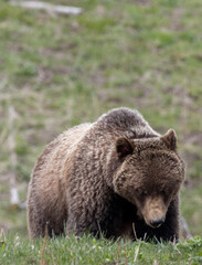 Grizzly Bear in Springtime in Yellowstone National Park Wyoming