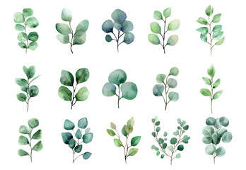 Watercolor set of eucalyptus leaves. Watercolor eucalyptus branches on a transparent background. Botanical elements for wedding invitation designs, wedding designs, etc. Vector illustration.