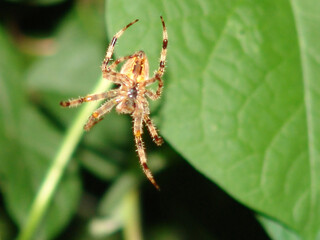 Hairy orb-weaver spider with banded legs waiting in its natural environment.
