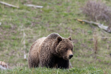 Obraz premium Grizzly Bear in Springtime in Yellowstone National Park Wyoming