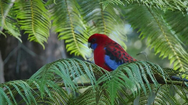 Rosella sitting amongst leaves eating