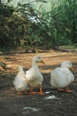 two ducks on the grass