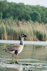 canada goose on the lake