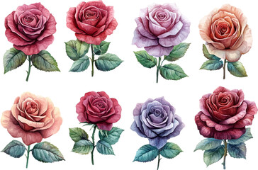 set of roses vector