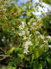 white flowers in the garden