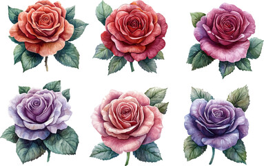 Obraz premium collection of roses