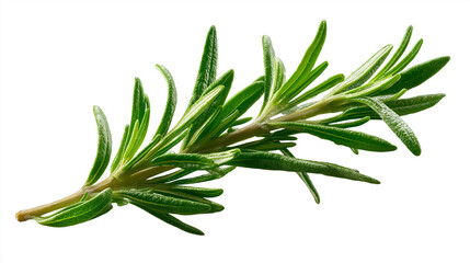 Fototapeta premium Fresh Green Rosemary Sprig Isolated White Background 2
