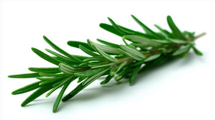 Fototapeta premium Fresh Green Rosemary Sprig Isolated White Background
