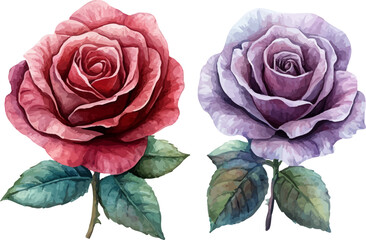 pink rose on white background