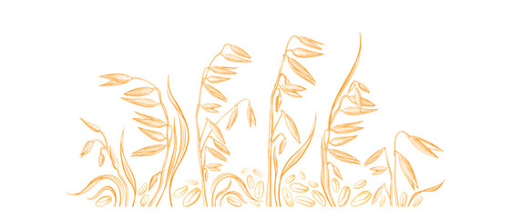 Oat plant, seed. Hand drawn field. Farm harvest