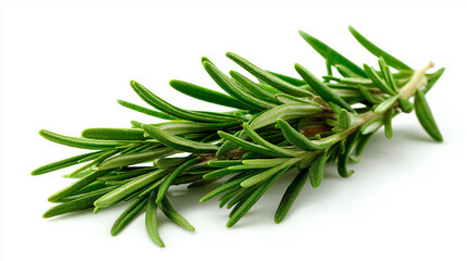 Fototapeta premium Fresh Rosemary Sprig Vibrant Green Herb Closeup leaves